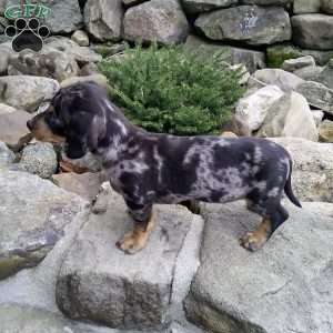 Lil Yeller, Dachshund Puppy